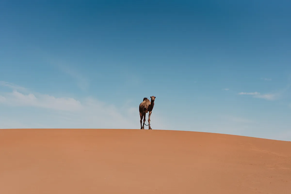 Dromadaires dans le désert marocain pendant une retraite yoga