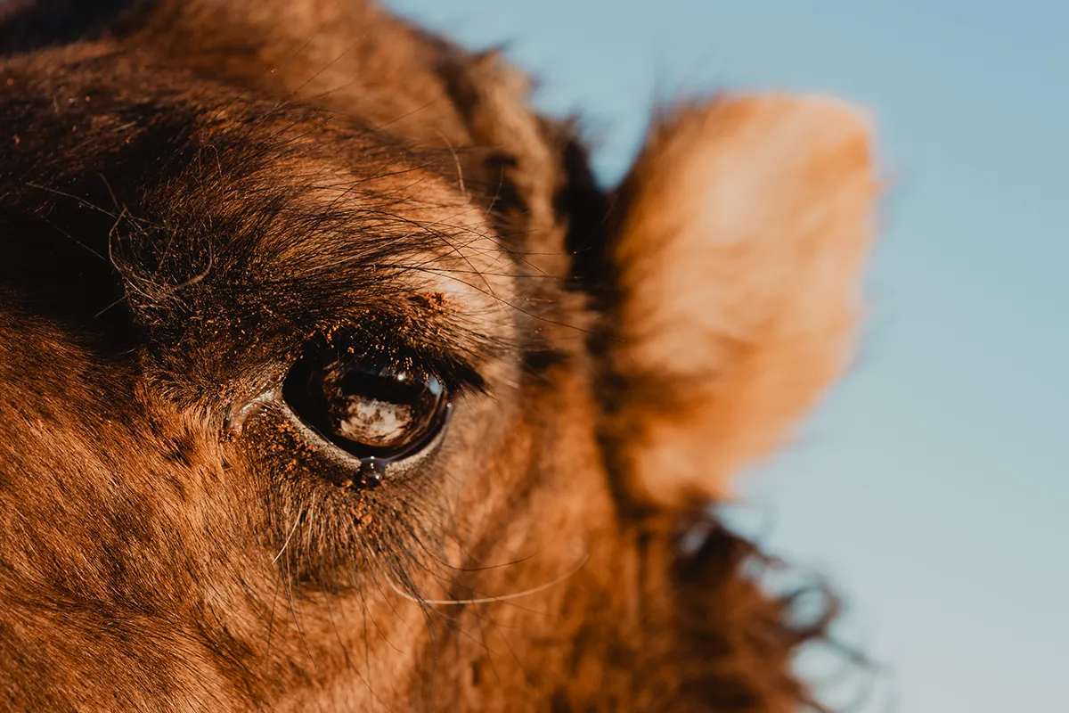 Gros plan sur l’œil d’un dromadaire dans le désert marocain